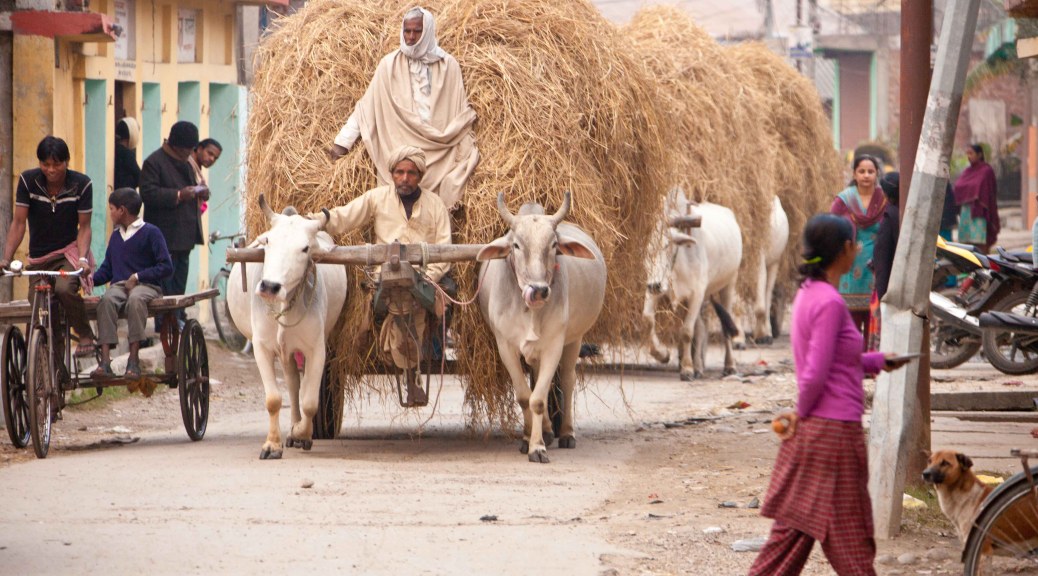 Janakpur Cow Driven carts