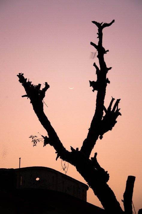 Cresent Moon and a Bat Blur