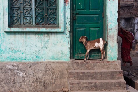 Goat by the door Janakpur, Nepal